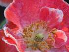 Usa-Washington State-Duvall. Red and white common poppy close-up Art Print